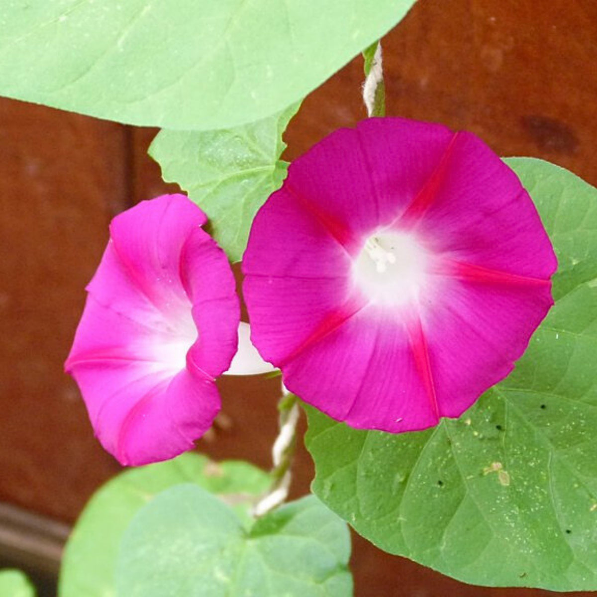 30+ Rare Seeds - Pink Crimson Glory Seeds