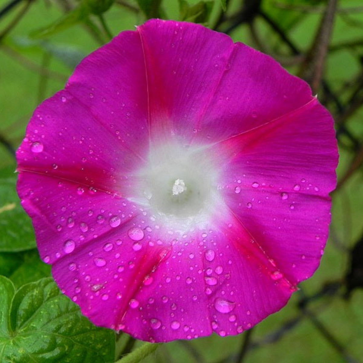 30+ Rare Seeds - Pink Crimson Glory Seeds