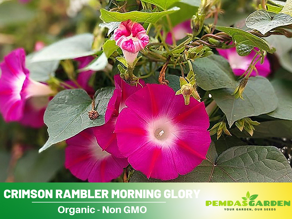 30+ Rare Seeds| Pink Crimson Rambler morning glory Seeds #F013