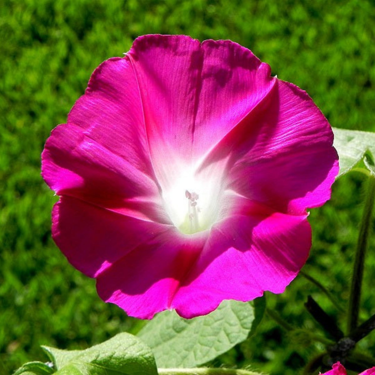 30+ Rare Seeds - Pink Crimson Glory Seeds