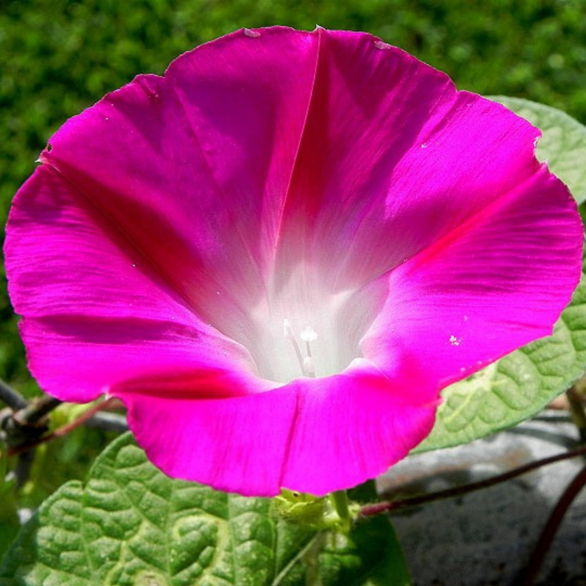 30+ Rare Seeds - Pink Crimson Glory Seeds