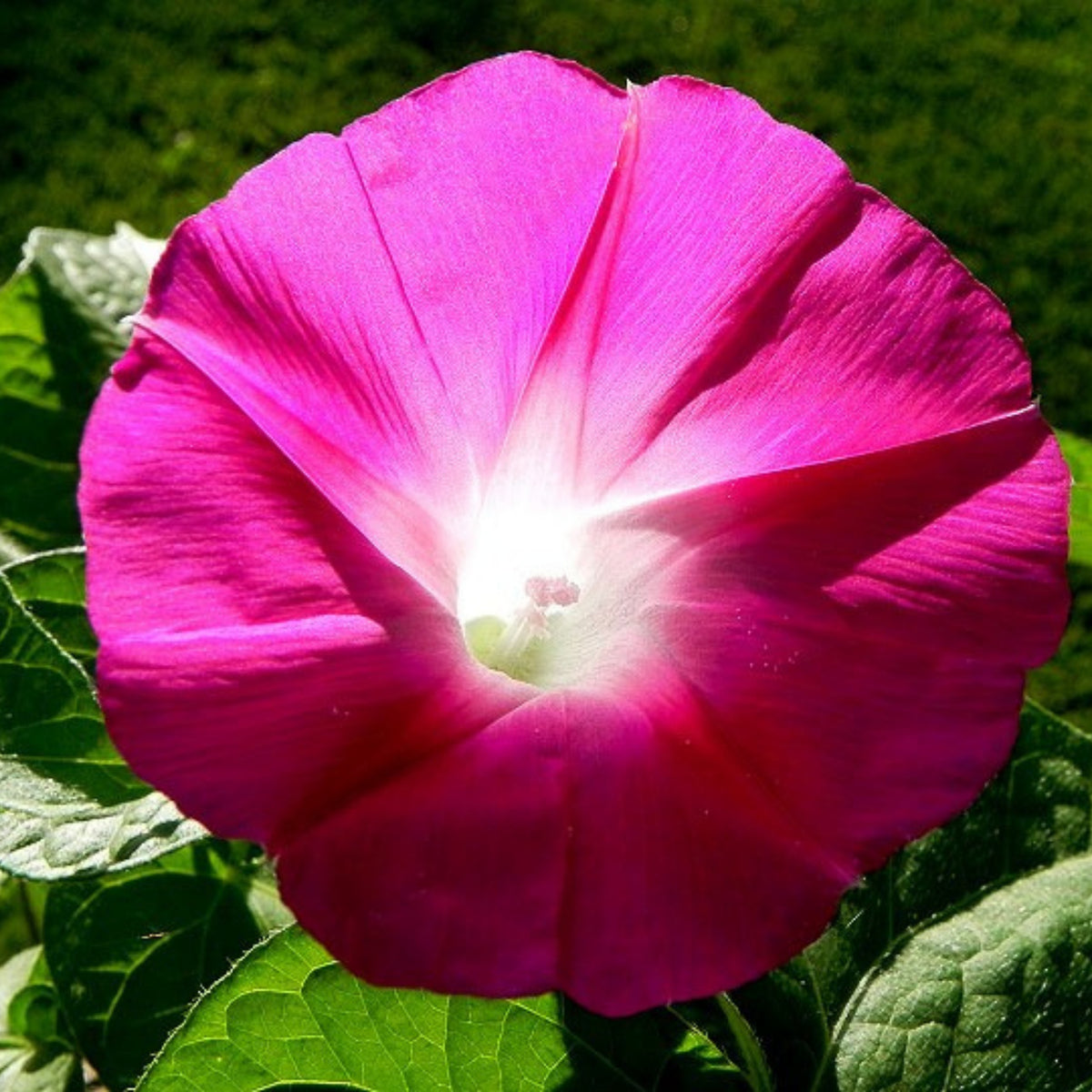 30+ Rare Seeds - Pink Crimson Glory Seeds