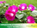 30+ Rare Seeds - Pink Crimson glory Seeds- Ipomoea Climbing Vine Fast Growing Annual Flower with Colorful Blooms for Garden Trellis Fence, Attracts Hummingbirds And Butterflies #F013