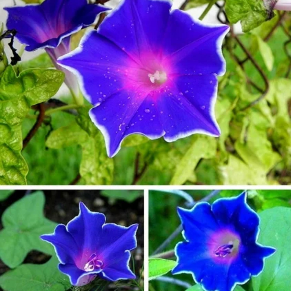 Morning Glory Seeds - Climbing Vine, 30+ seeds
