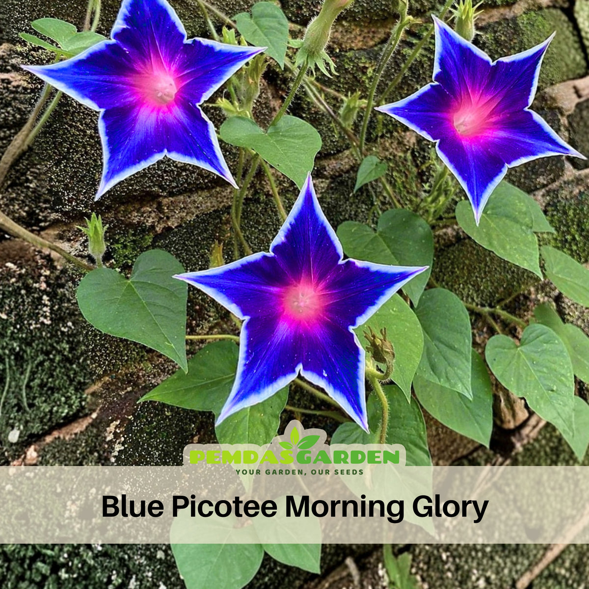 Morning Glory Seeds - Climbing Vine, 30+ seeds
