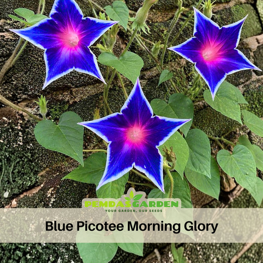 Morning Glory Seeds - Climbing Vine, 30+ seeds