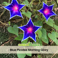 30+ Rare Seeds| Blue Picotee Morning Glory  Seeds- Ipomoea Climbing Vine Fast Growing Annual Flower with Colorful Blooms for Garden Trellis Fence, Attracts Hummingbirds And Butterflies #F014