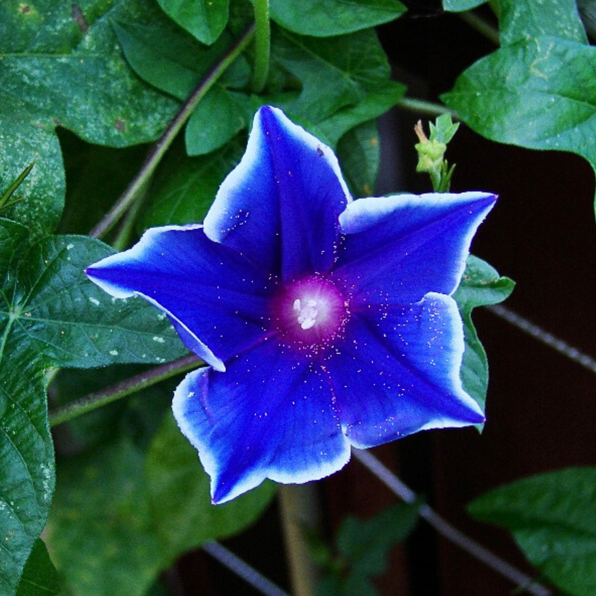 Morning Glory Seeds - Climbing Vine, 30+ seeds