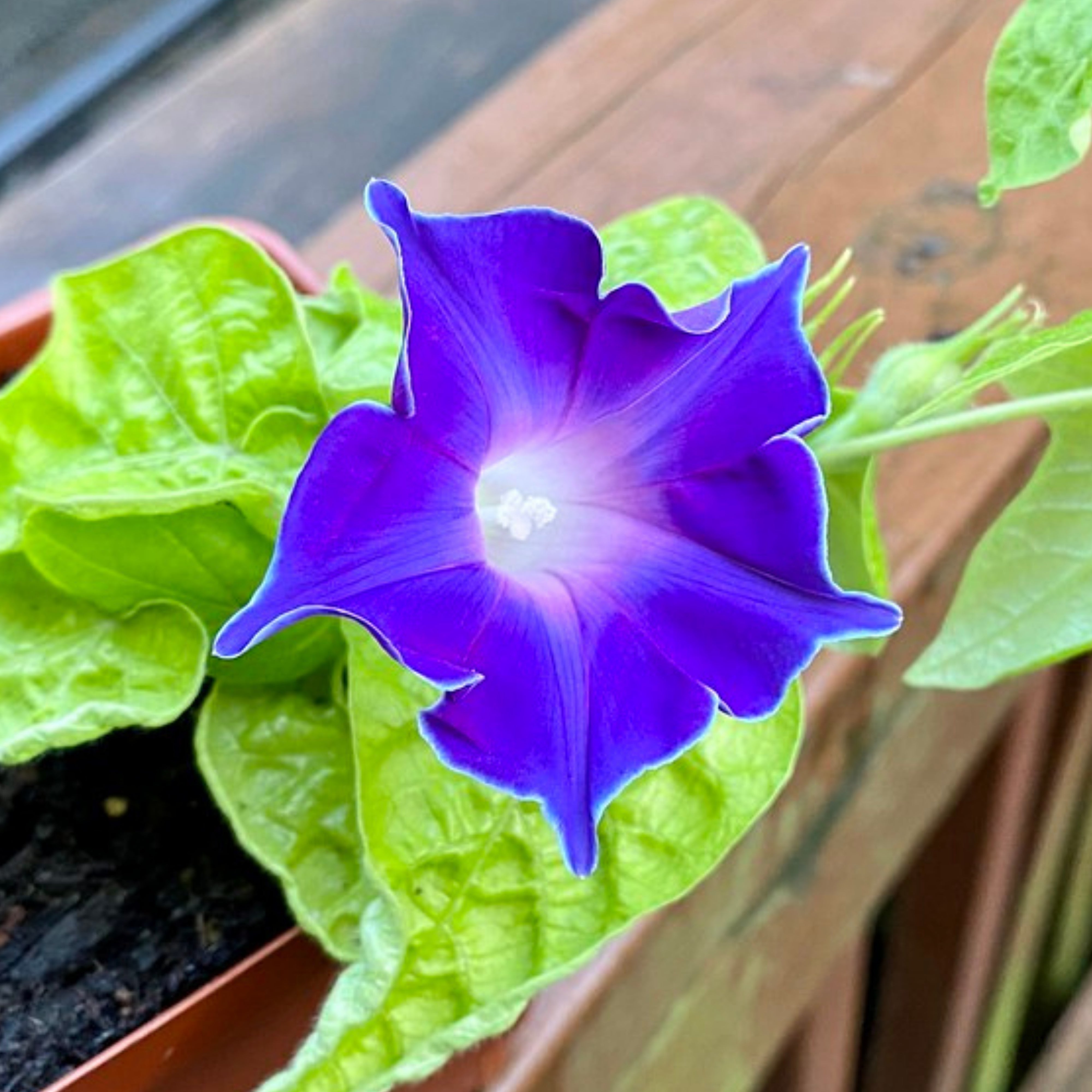 Morning Glory Seeds - Climbing Vine, 30+ seeds – Pemdas Garden