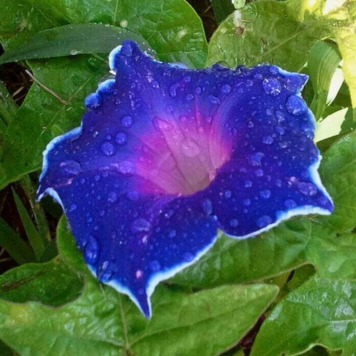 Morning Glory Seeds - Climbing Vine, 30+ seeds