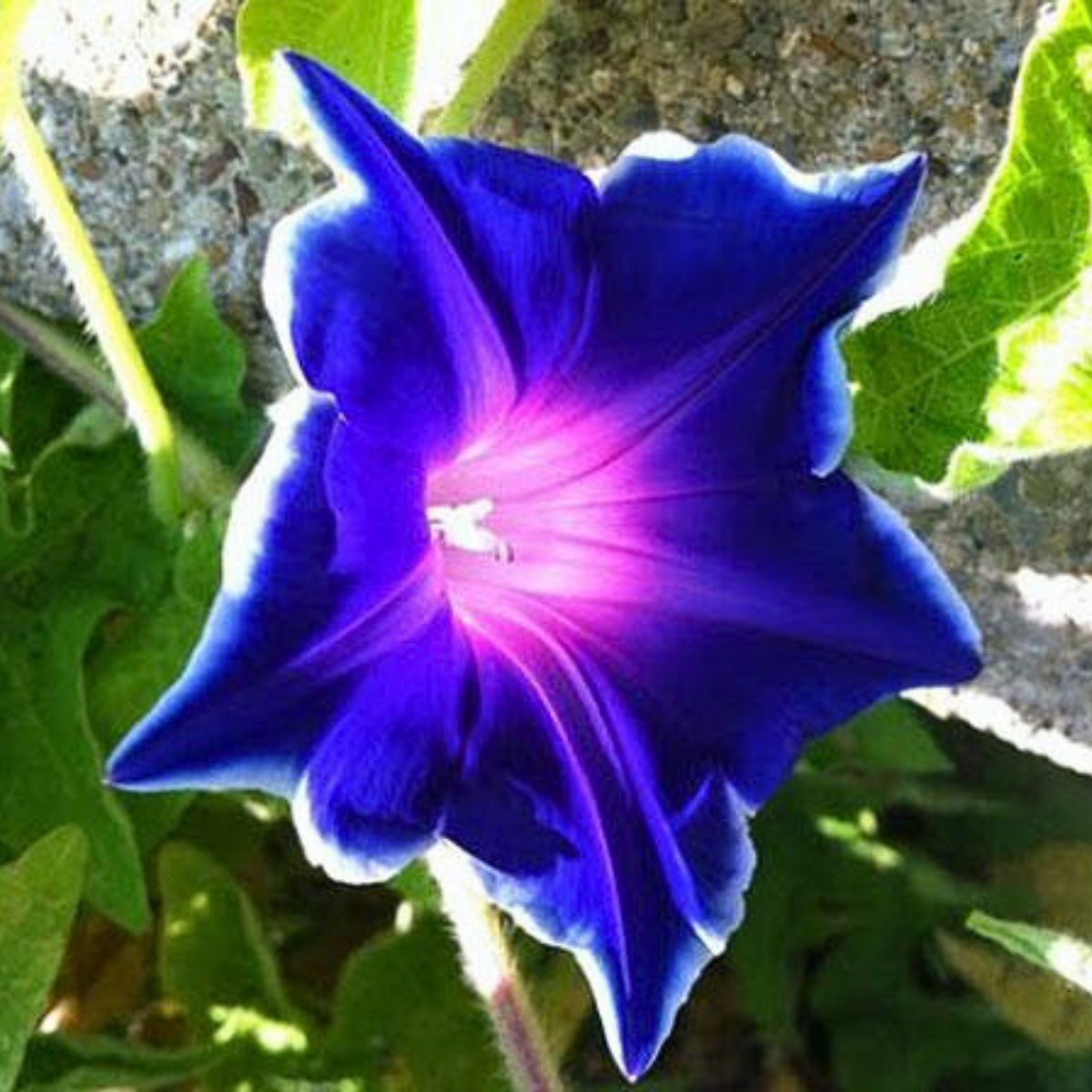 Morning Glory Seeds - Climbing Vine, 30+ seeds