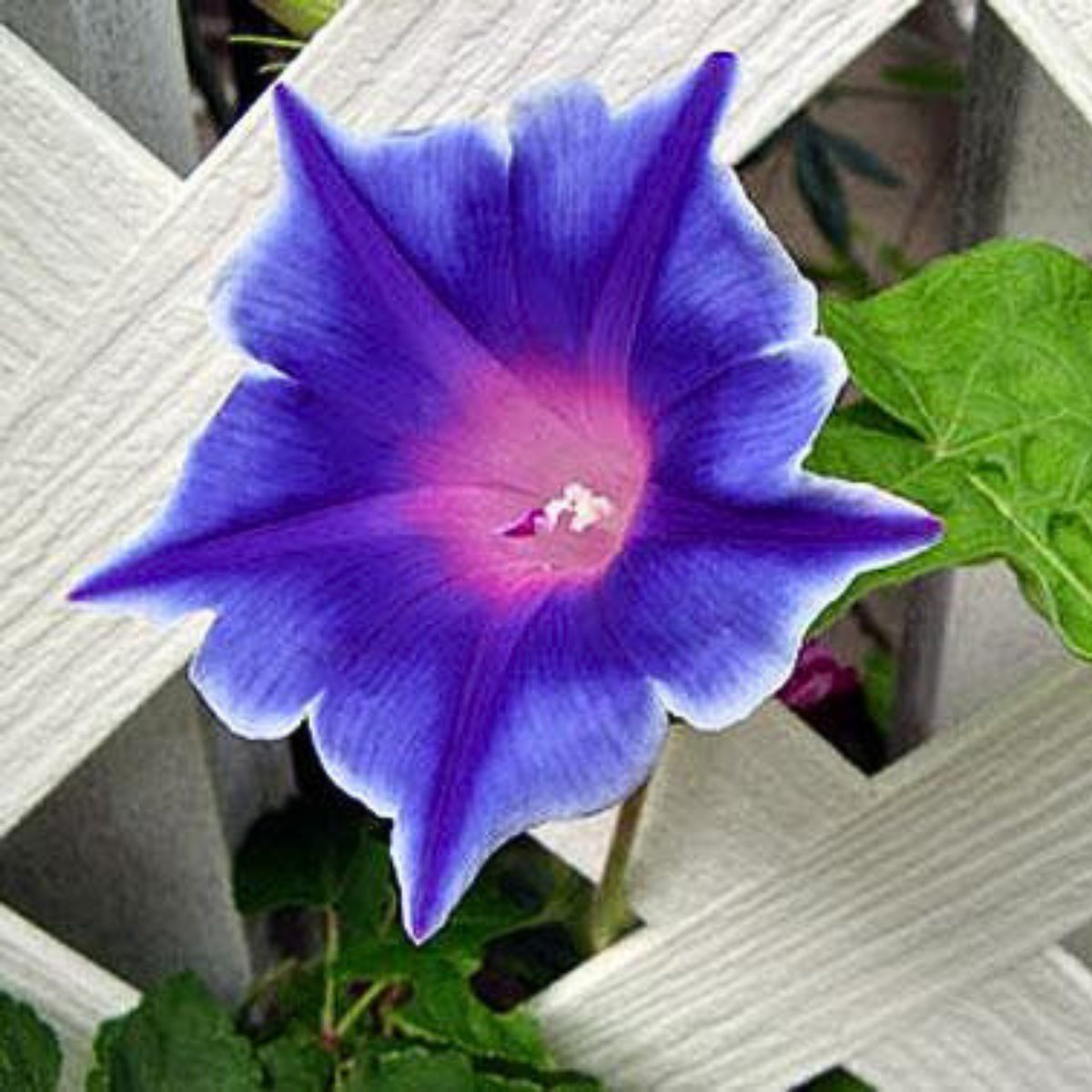 Morning Glory Seeds - Climbing Vine, 30+ seeds