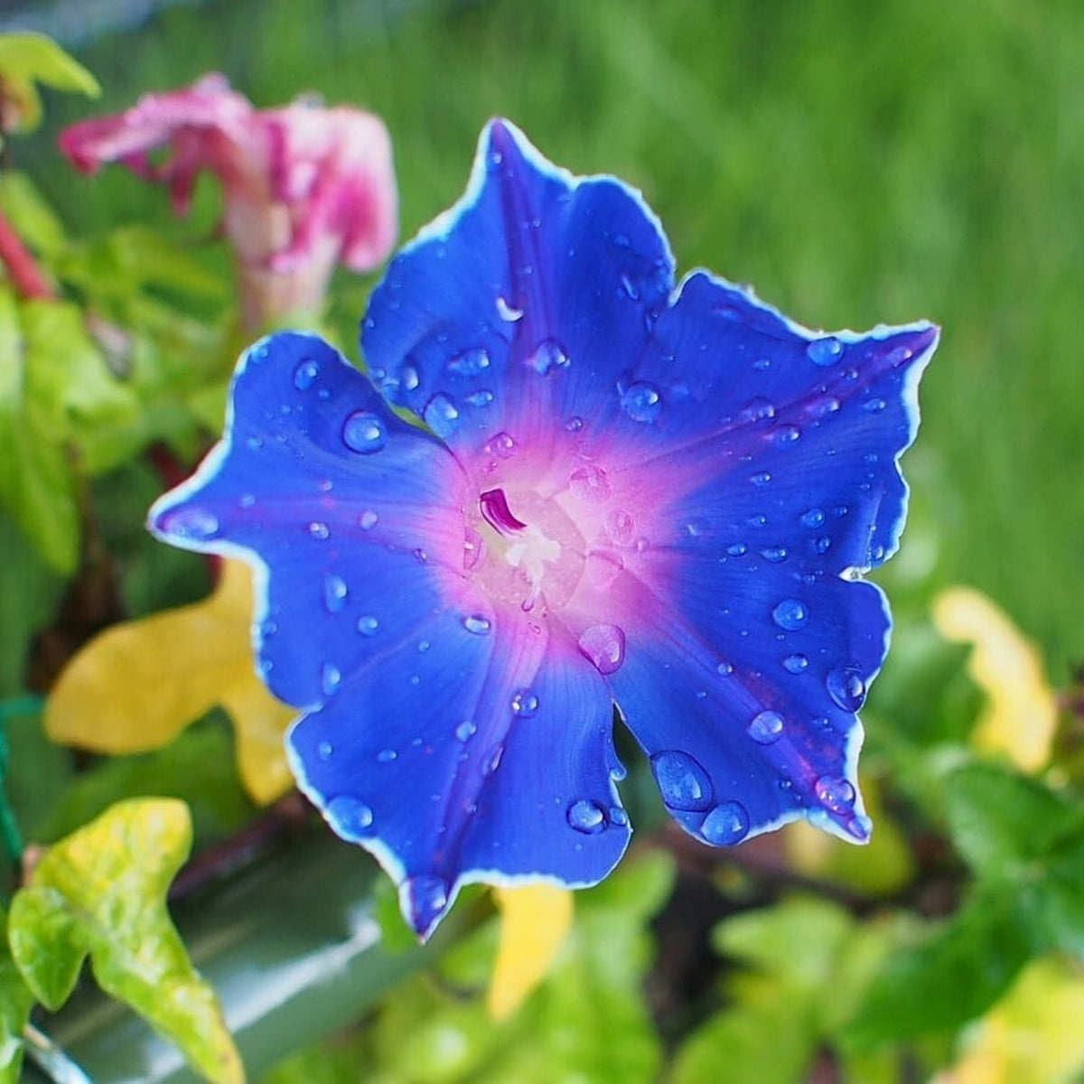 Morning Glory Seeds - Climbing Vine, 30+ seeds