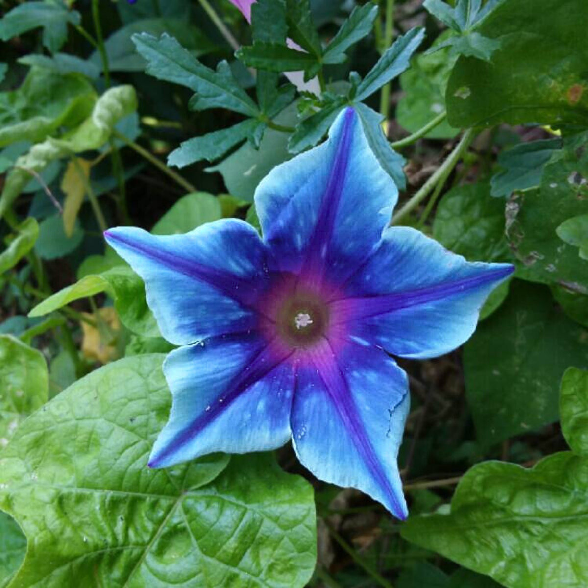Morning Glory Seeds - Climbing Vine, 30+ seeds