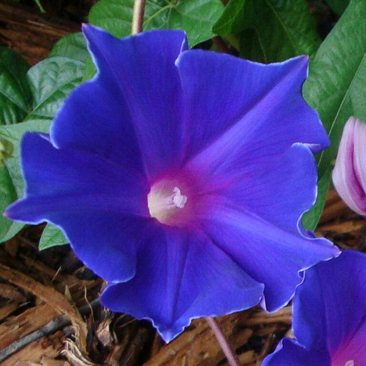 Morning Glory Seeds - Climbing Vine, 30+ seeds