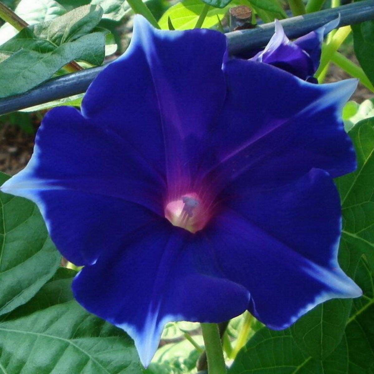Morning Glory Seeds - Climbing Vine, 30+ seeds