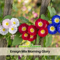 30+ Rare Seeds| Ensign Mix Morning Glory Seeds - Ipomoea Climbing Vine Fast Growing Annual Flower with Colorful Blooms for Garden Trellis Fence, Attracts Hummingbirds And Butterflies#F015