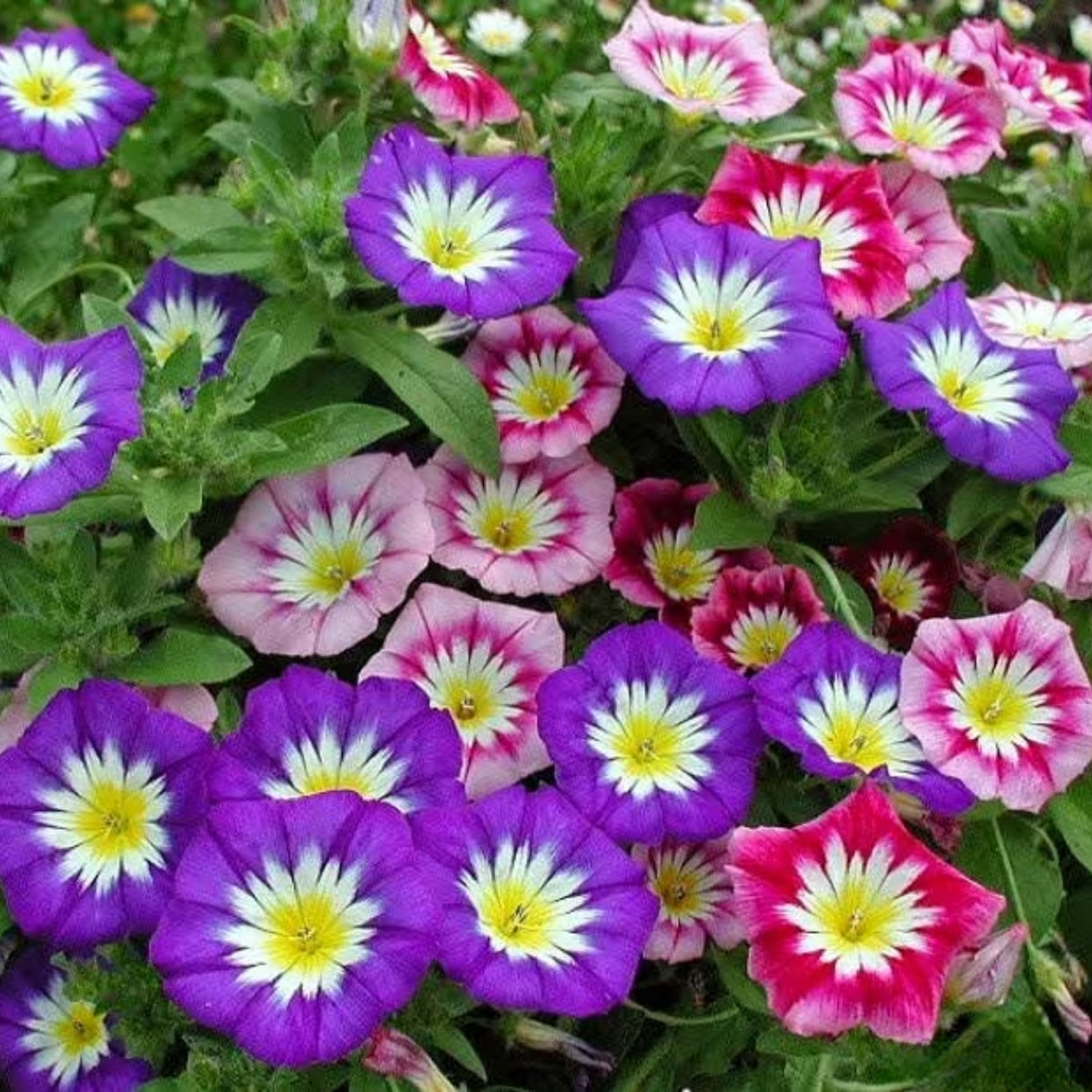 30+ Rare Seeds - Ensign Mix Morning Glory Seeds