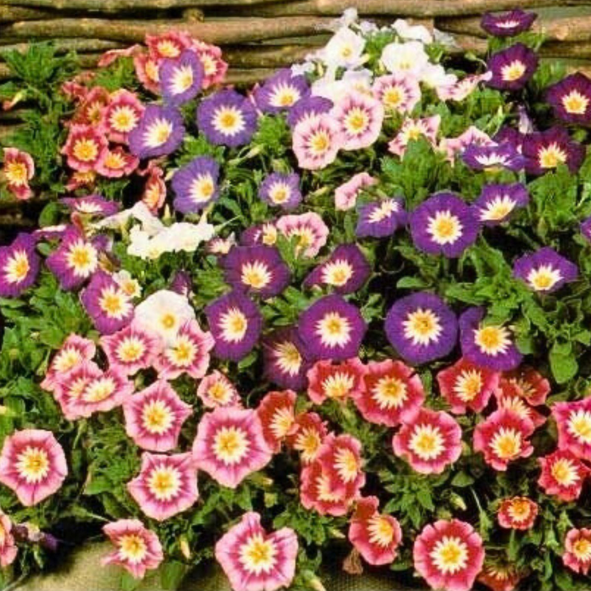 30+ Rare Seeds - Ensign Mix Morning Glory Seeds