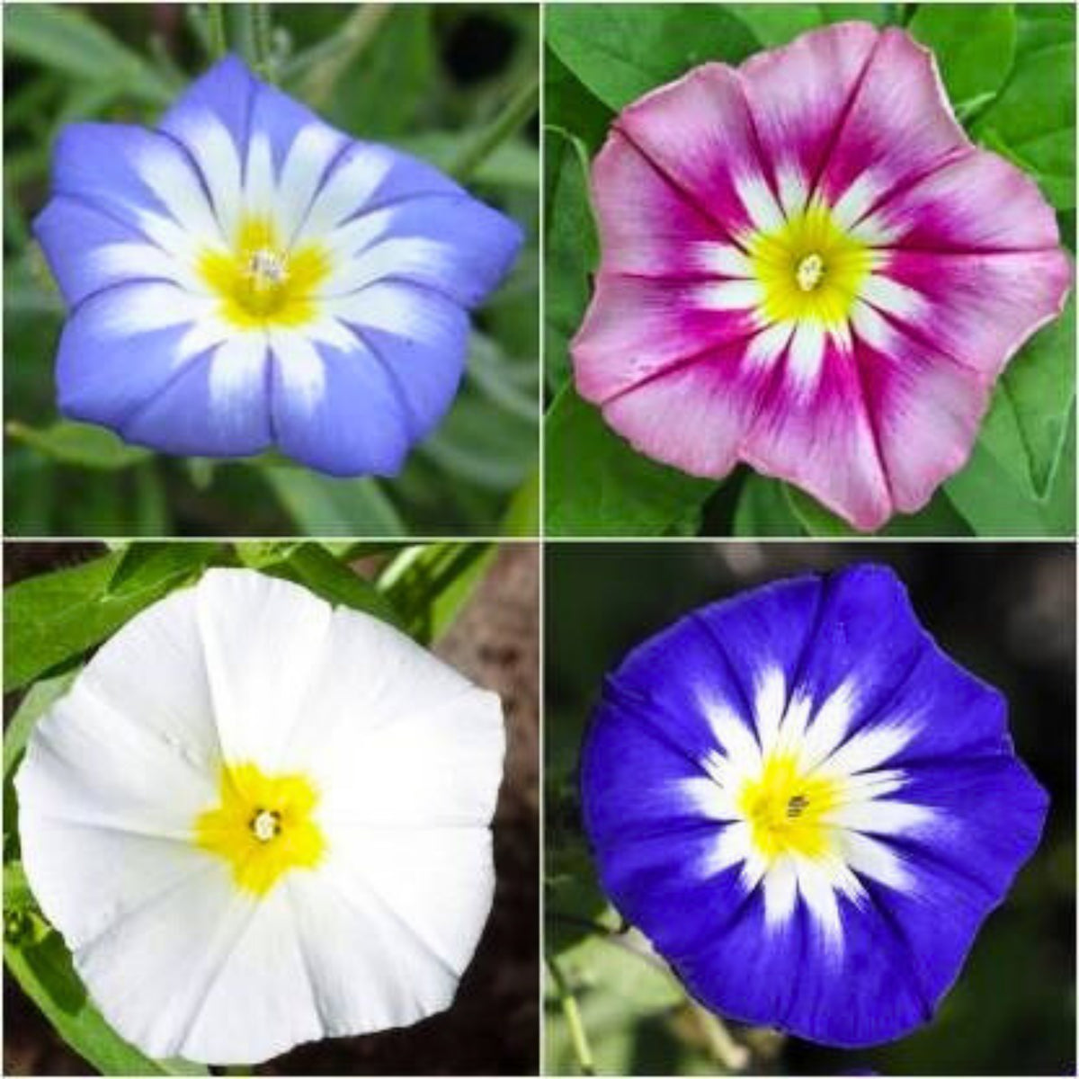 Purple Grandpa Ott Morning Glory Seeds - Climbing Vine, 30+ seeds