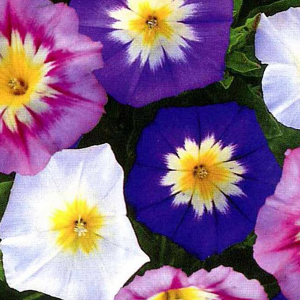 Purple Grandpa Ott Morning Glory Seeds - Climbing Vine, 30+ seeds