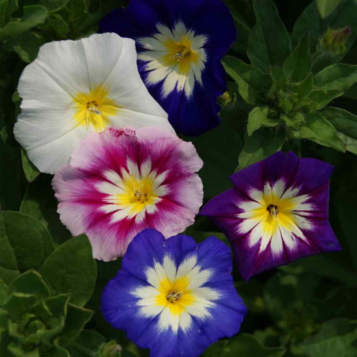 30+ Rare Seeds - Ensign Mix Morning Glory Seeds