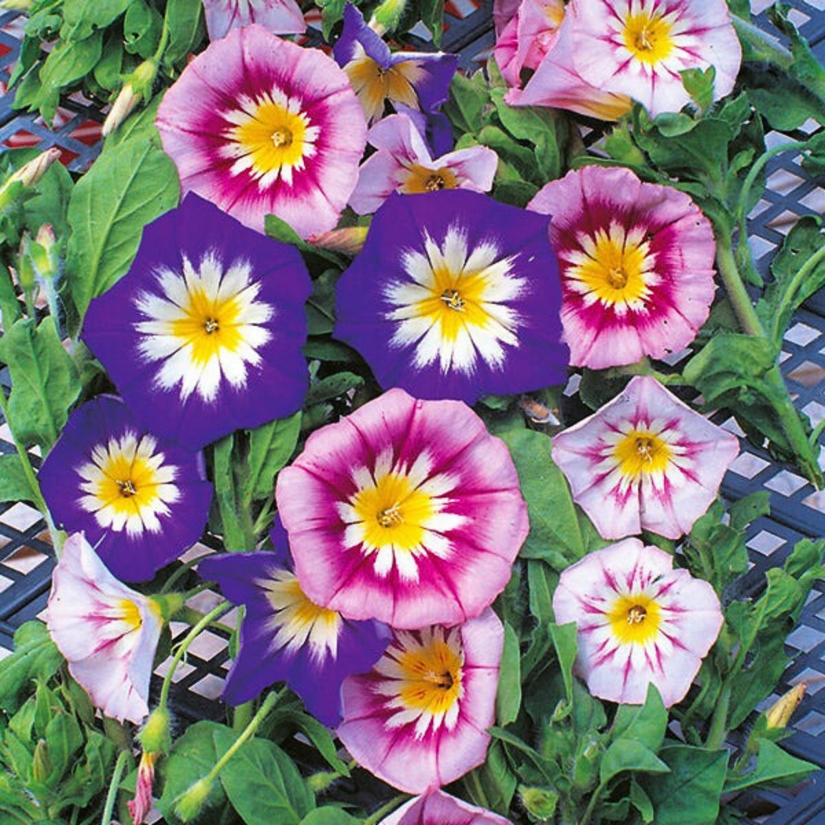 30+ Rare Seeds - Ensign Mix Morning Glory Seeds
