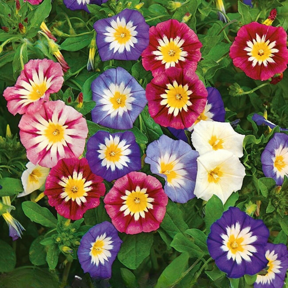 30+ Rare Seeds - Ensign Mix Morning Glory Seeds