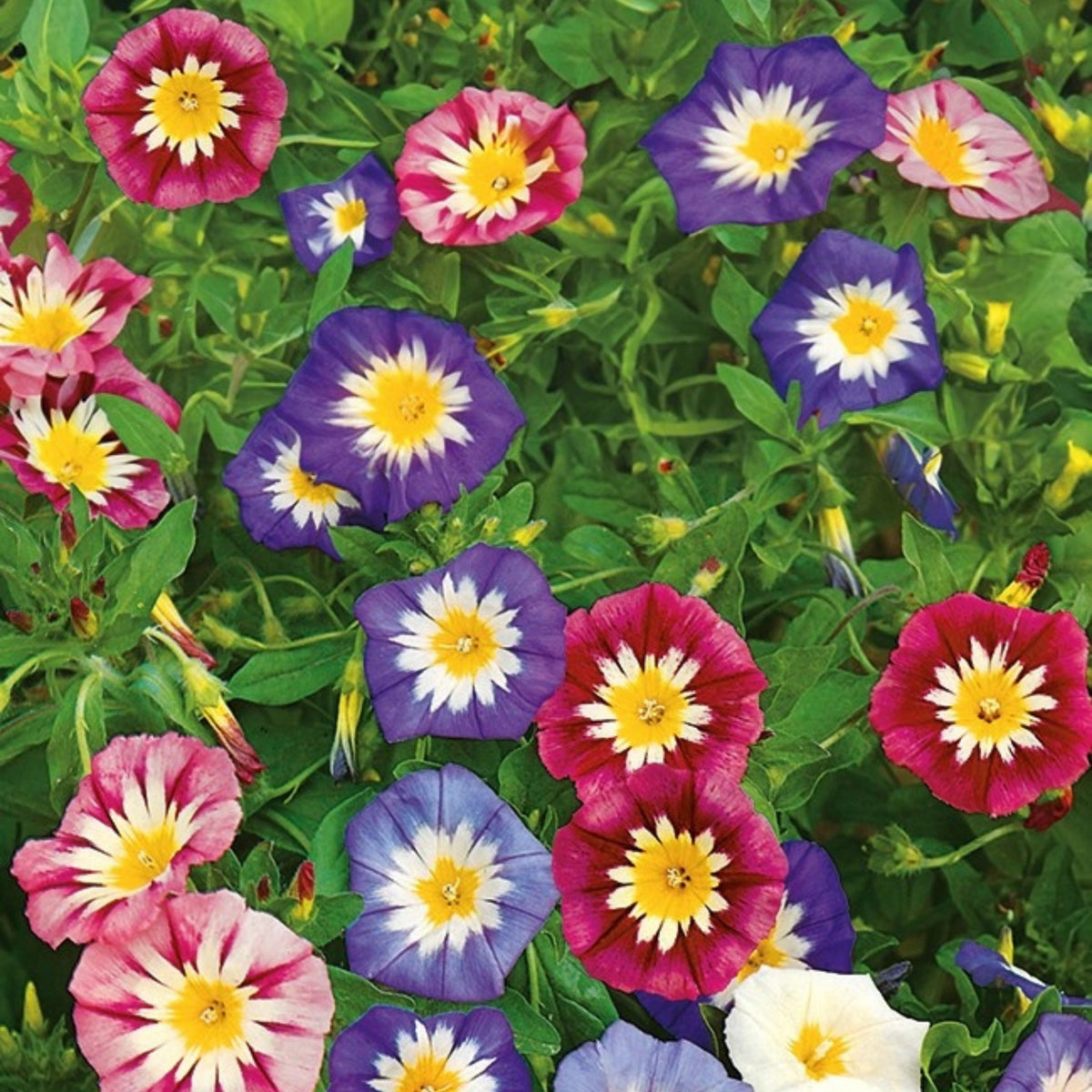 30+ Rare Seeds - Ensign Mix Morning Glory Seeds