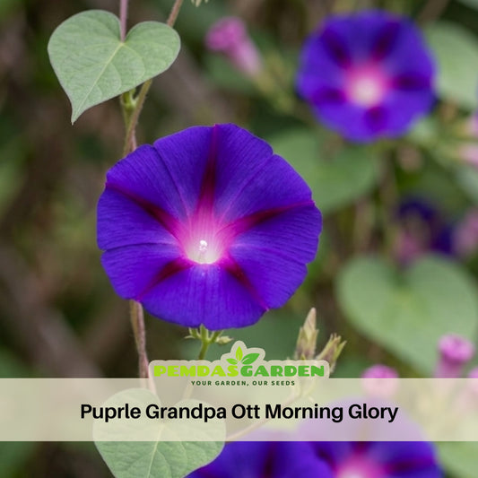 Purple Grandpa Ott Morning Glory Seeds - Climbing Vine, 30+ seeds
