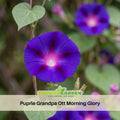 30+ Rare Seeds| Puprle Grandpa Ott  Morning Glory Seeds- Ipomoea Climbing Vine Fast Growing Annual Flower with Colorful Blooms for Garden Trellis Fence, Attracts Hummingbirds And Butterflies #F016
