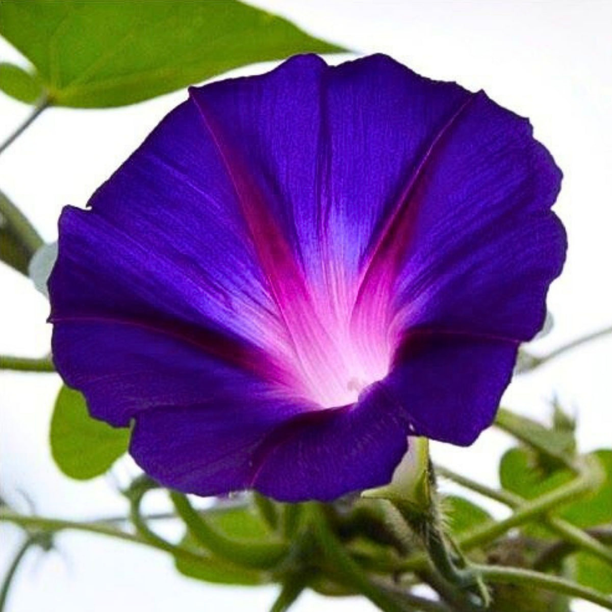 Purple Grandpa Ott Morning Glory Seeds - Climbing Vine, 30+ seeds