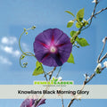 30+ Seeds - Knowlians Black Morning Glory Seeds- Ipomoea Climbing Vine Fast Growing Annual Flower with Colorful Blooms for Garden Trellis Fence, Attracts Hummingbirds And Butterflies #F018