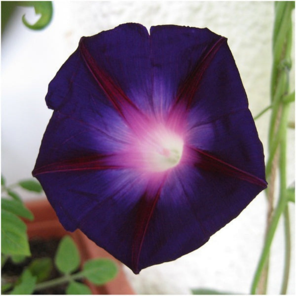 Knowlians Black Morning Glory Seeds, 30+ seeds
