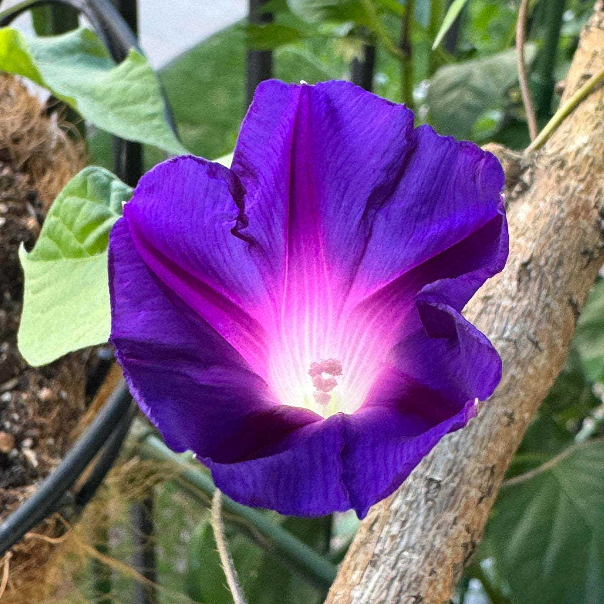 Knowlians Black Morning Glory Seeds, 30+ seeds