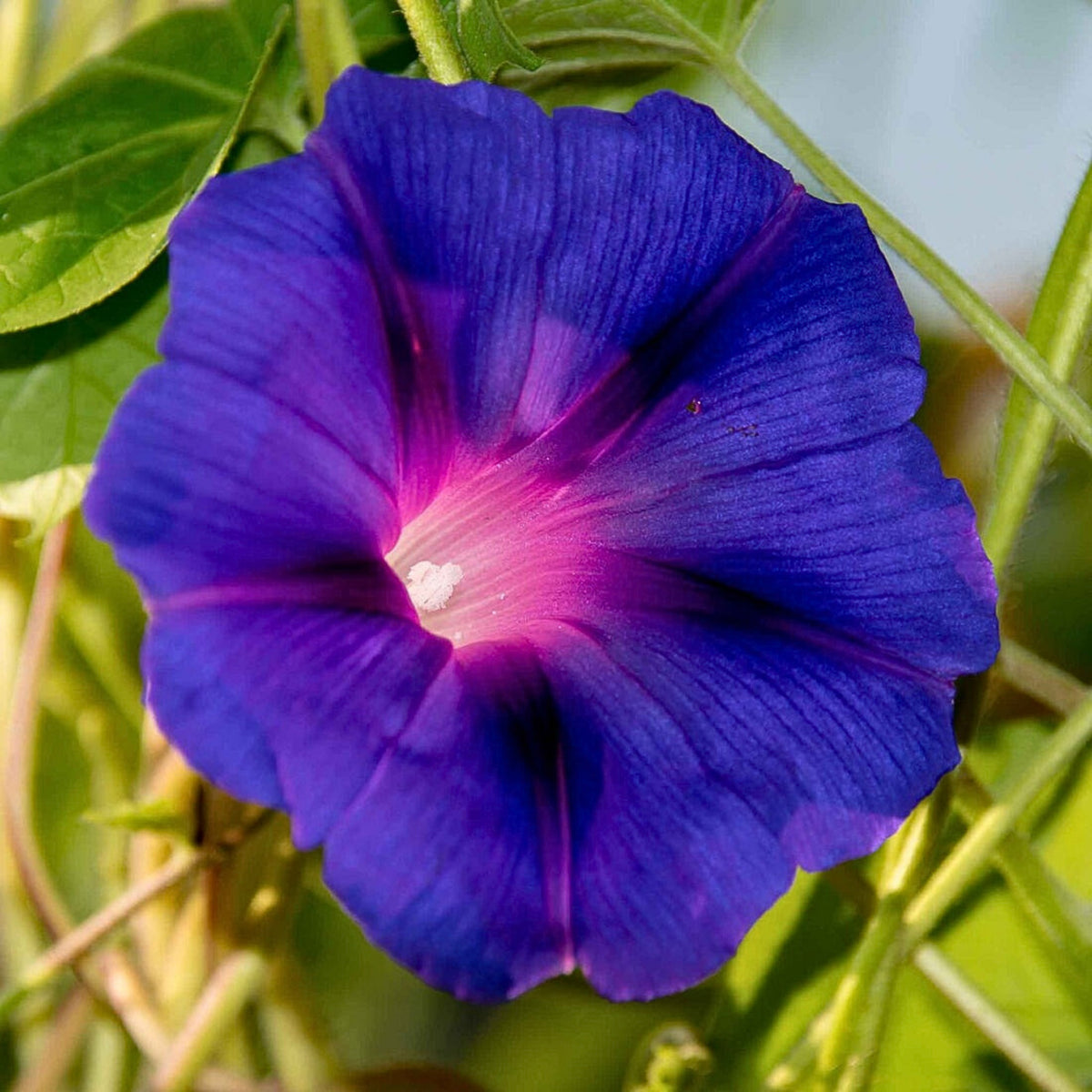 Knowlians Black Morning Glory Seeds, 30+ seeds