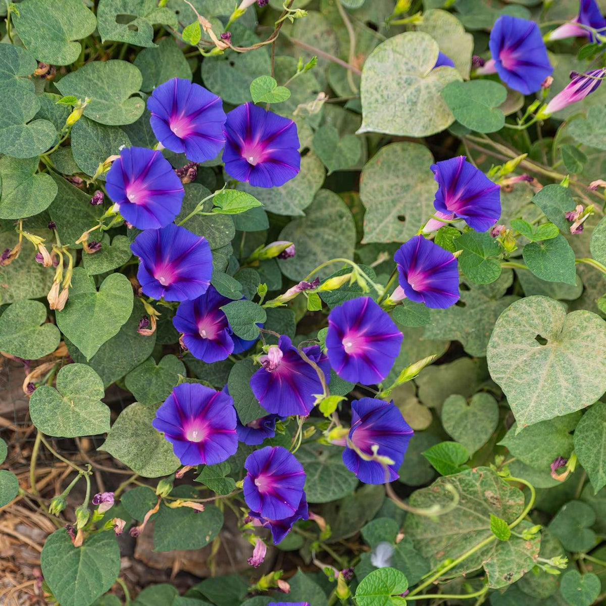 Knowlians Black Morning Glory Seeds, 30+ seeds