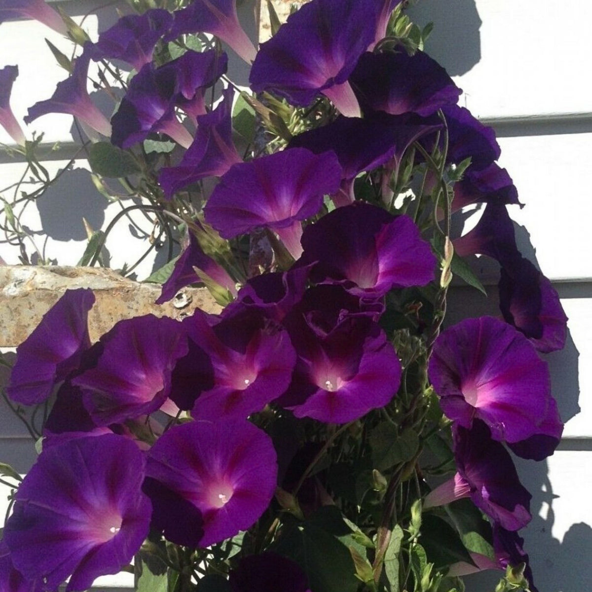 Knowlians Black Morning Glory Seeds, 30+ seeds