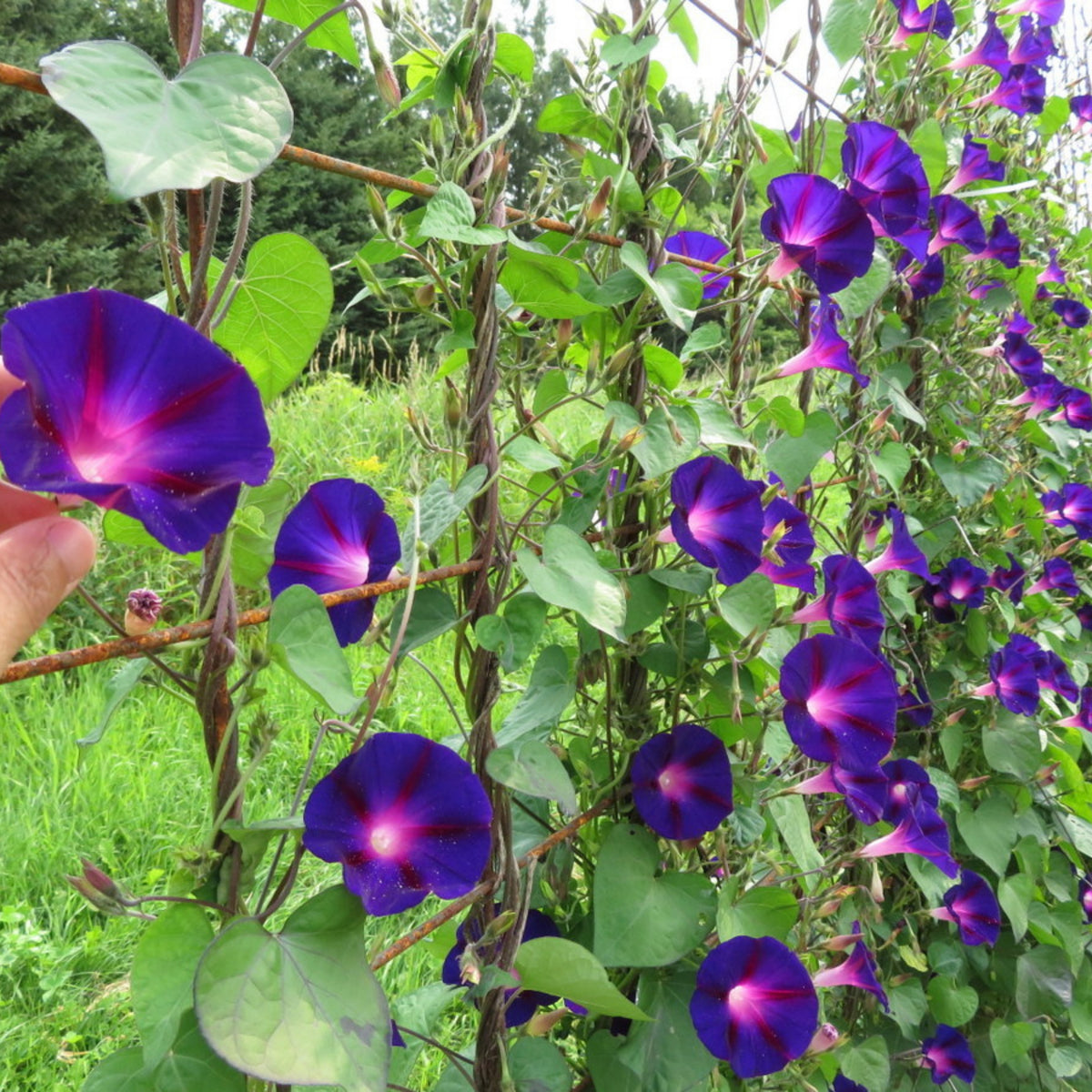 Knowlians Black Morning Glory Seeds, 30+ seeds