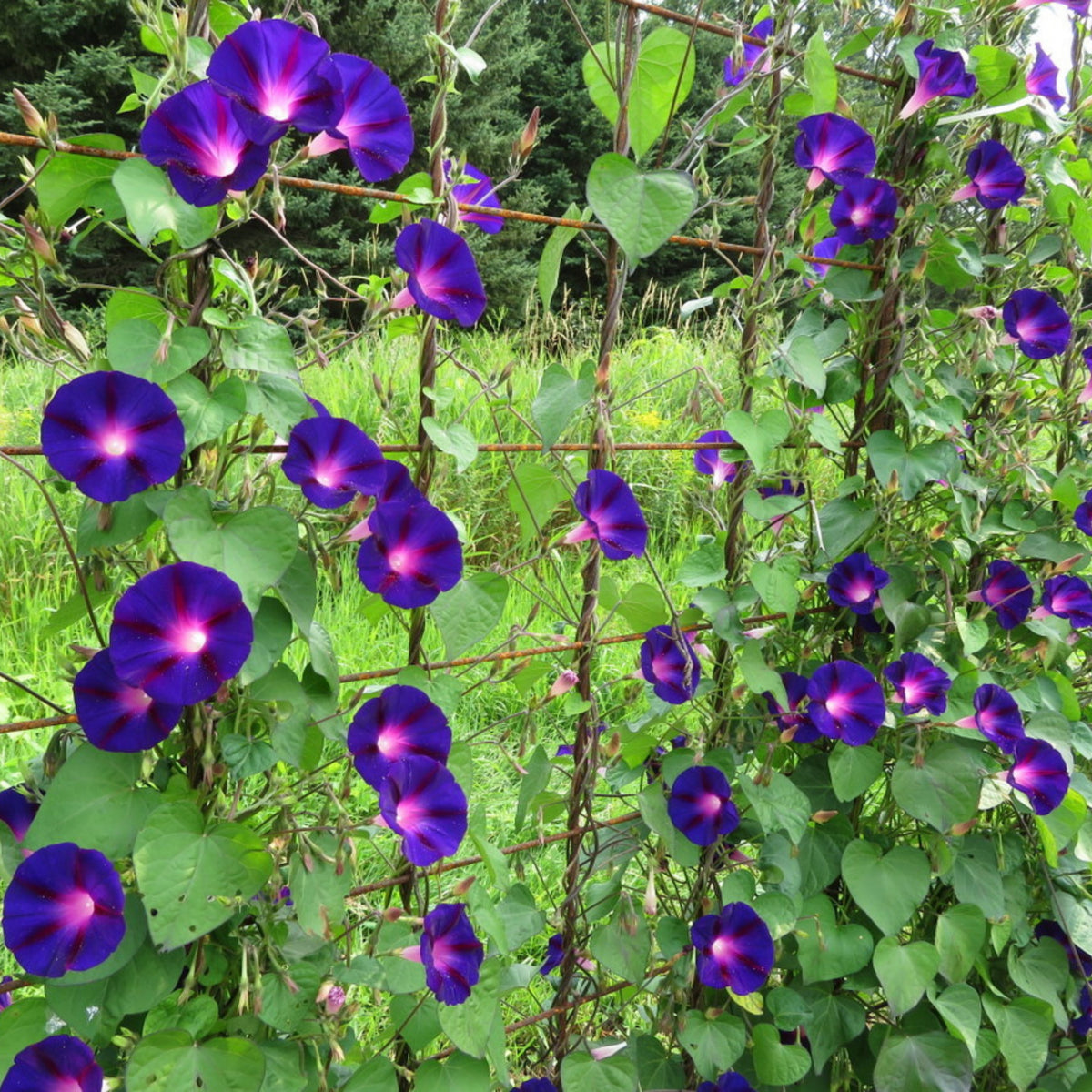 Knowlians Black Morning Glory Seeds, 30+ seeds