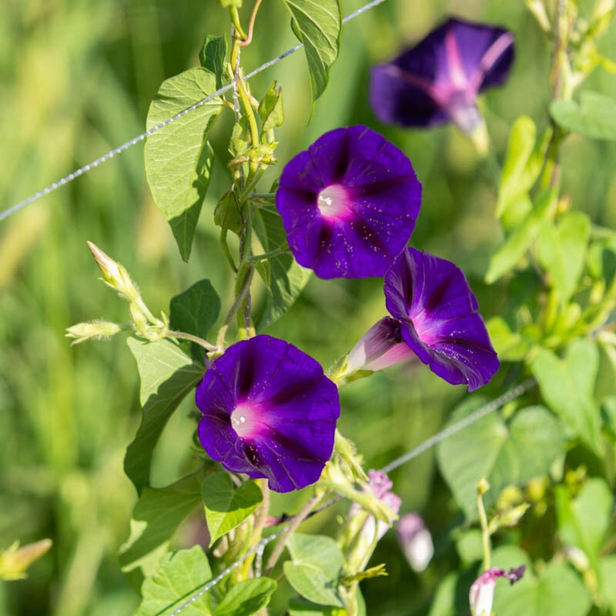 Knowlians Black Morning Glory Seeds, 30+ seeds