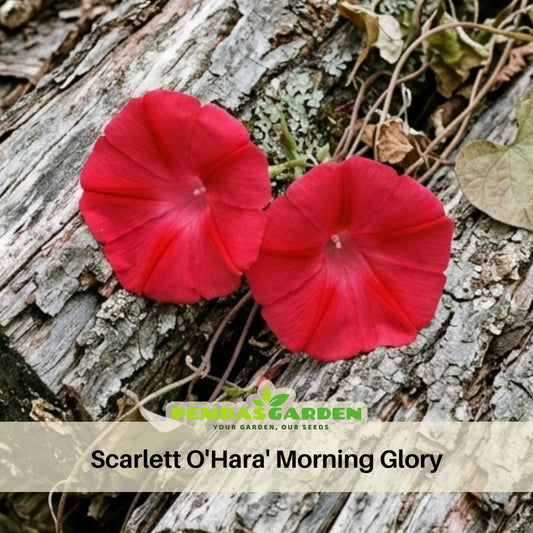 Scarlett Ohara Morning Glory Seeds, 30+ seeds