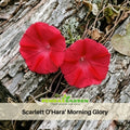 30+ Seeds| Scarlett OHara Morning Glory Seeds- Ipomoea Climbing Vine Fast Growing Annual Flower with Colorful Blooms for Garden Trellis Fence, Attracts Hummingbirds And Butterflies #F019