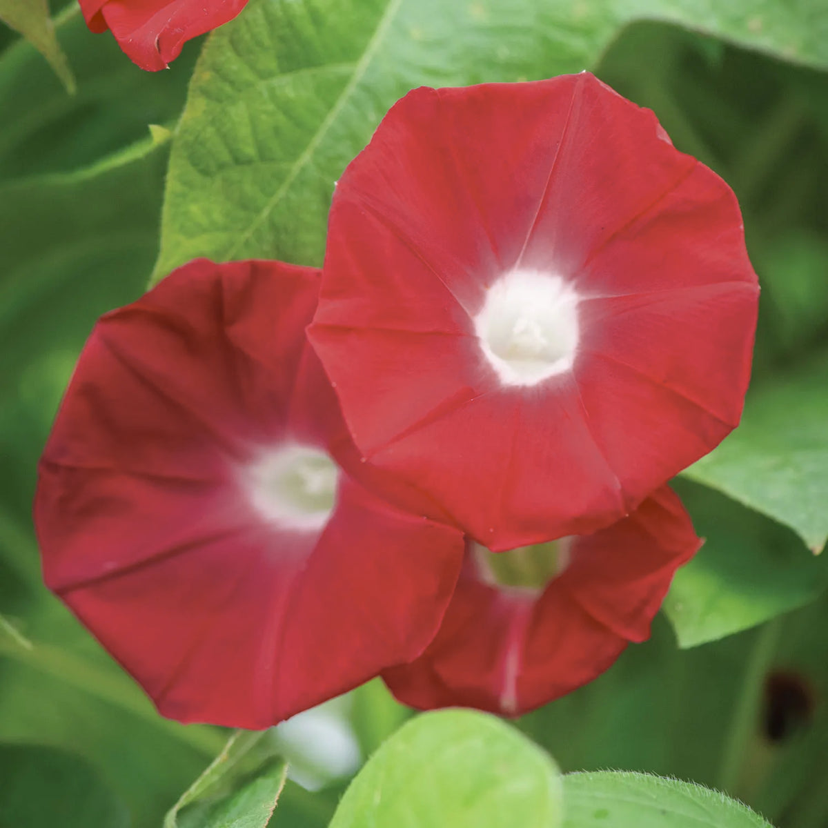 Scarlett Ohara Morning Glory Seeds, 30+ seeds