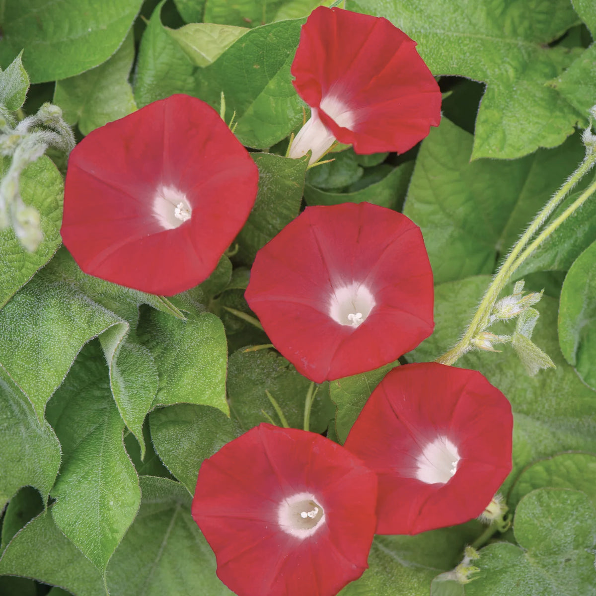 Scarlett Ohara Morning Glory Seeds, 30+ seeds