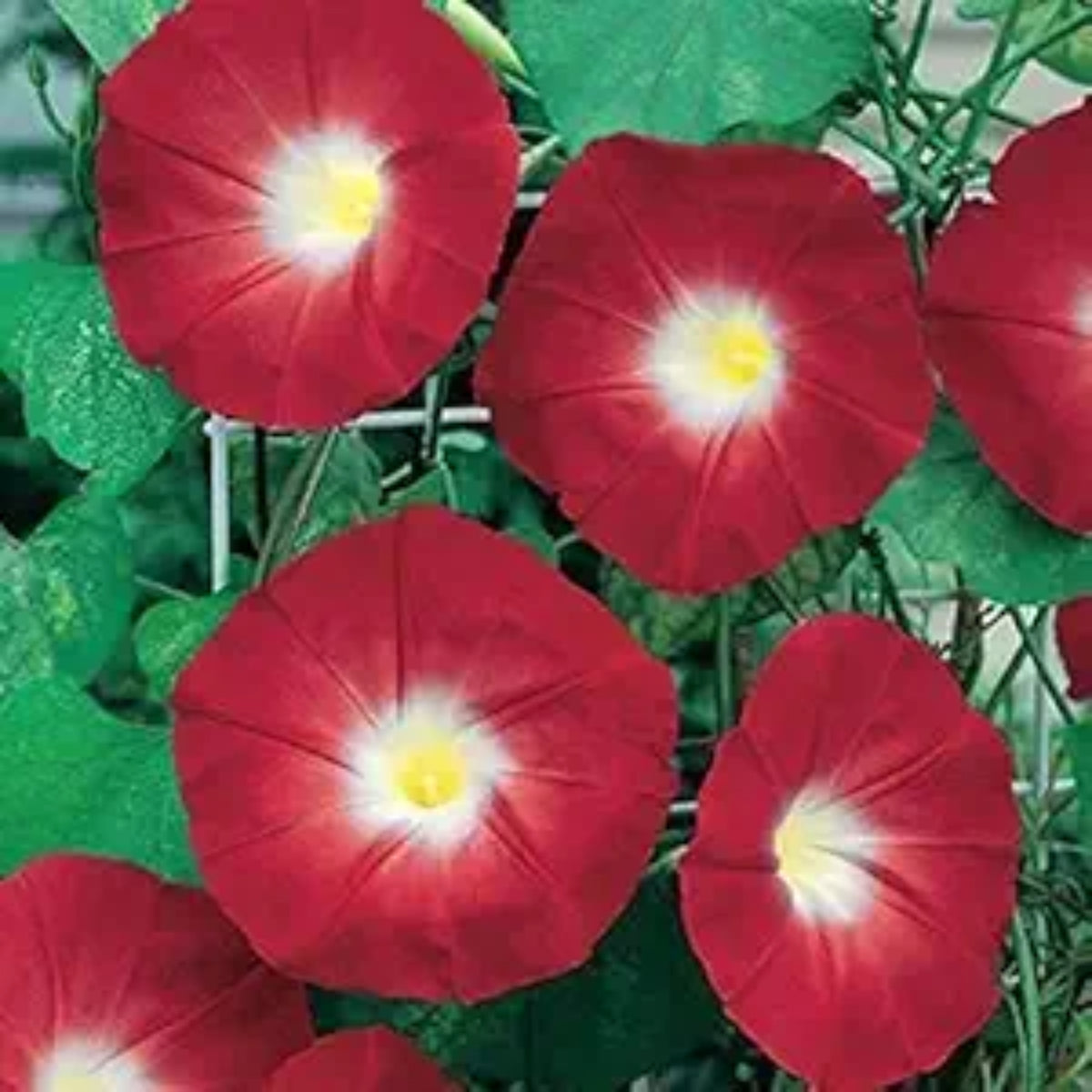 Scarlett Ohara Morning Glory Seeds, 30+ seeds