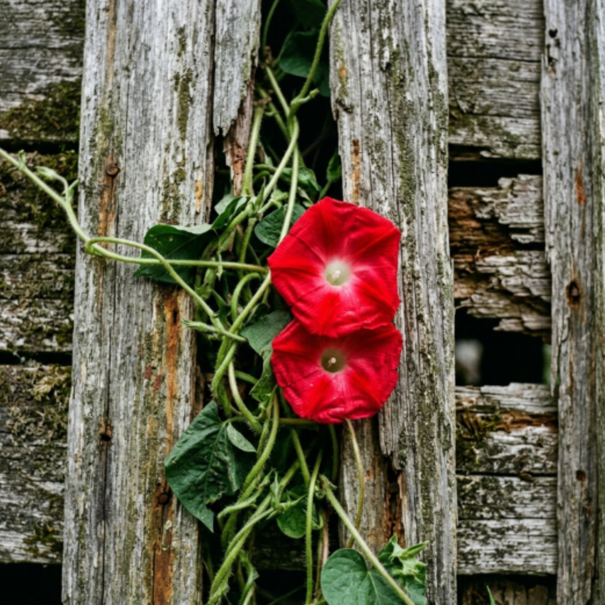 Scarlett Ohara Morning Glory Seeds, 30+ seeds
