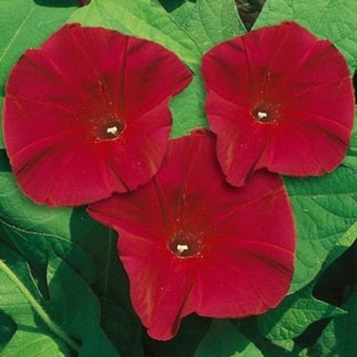 Scarlett Ohara Morning Glory Seeds, 30+ seeds