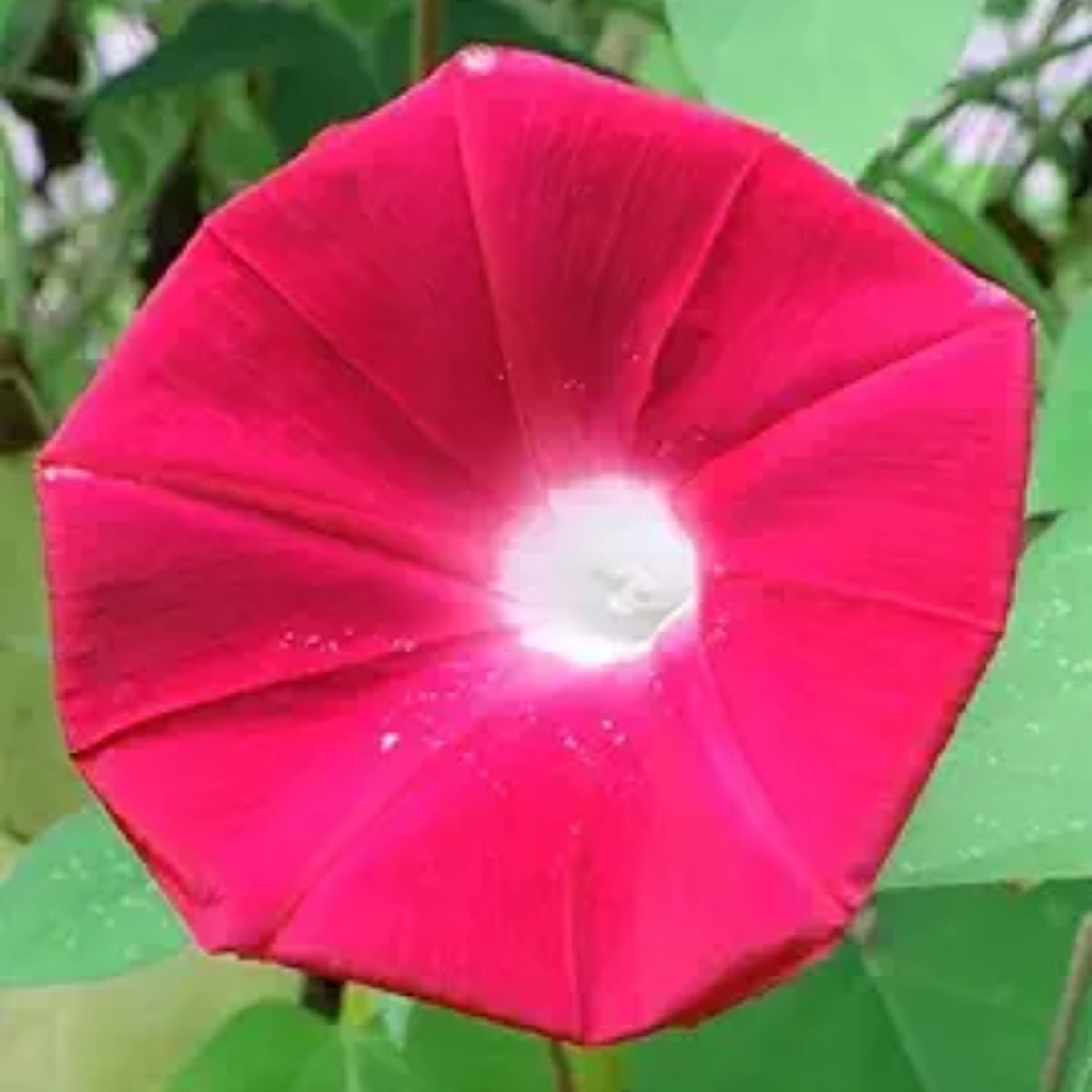 Scarlett Ohara Morning Glory Seeds, 30+ seeds