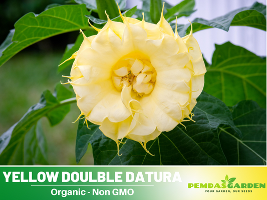 Yellow Doulble Datura Seeds, 25+ seeds